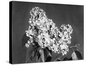 Lilac Flowers-null-Stretched Canvas