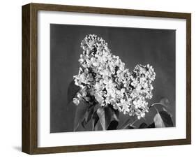 Lilac Flowers-null-Framed Photographic Print