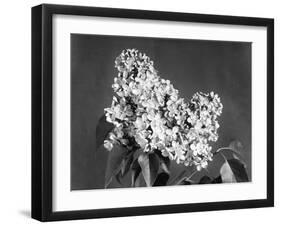 Lilac Flowers-null-Framed Photographic Print