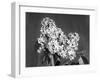 Lilac Flowers-null-Framed Photographic Print