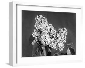 Lilac Flowers-null-Framed Photographic Print