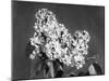 Lilac Flowers-null-Mounted Photographic Print