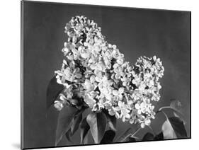 Lilac Flowers-null-Mounted Photographic Print