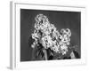 Lilac Flowers-null-Framed Photographic Print