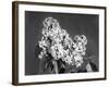 Lilac Flowers-null-Framed Photographic Print