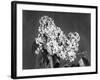 Lilac Flowers-null-Framed Photographic Print