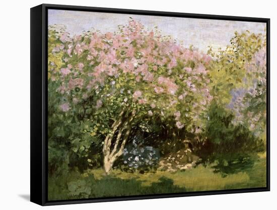 Lilac in the Sun, 1872-1873-Claude Monet-Framed Stretched Canvas