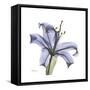 Lilac Lily-Albert Koetsier-Framed Stretched Canvas