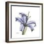 Lilac Lily-Albert Koetsier-Framed Premium Giclee Print