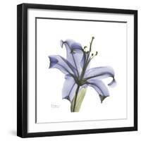 Lilac Lily-Albert Koetsier-Framed Premium Giclee Print