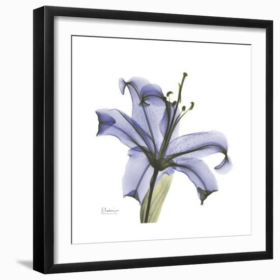 Lilac Lily-Albert Koetsier-Framed Premium Giclee Print