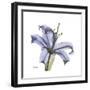 Lilac Lily-Albert Koetsier-Framed Premium Giclee Print