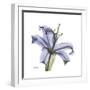 Lilac Lily-Albert Koetsier-Framed Premium Giclee Print