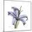 Lilac Lily-Albert Koetsier-Mounted Premium Giclee Print