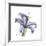 Lilac Lily-Albert Koetsier-Framed Premium Giclee Print