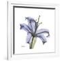 Lilac Lily-Albert Koetsier-Framed Premium Giclee Print