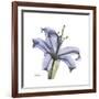 Lilac Lily-Albert Koetsier-Framed Premium Giclee Print