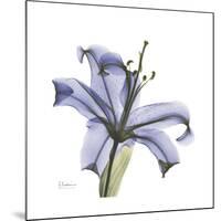 Lilac Lily-Albert Koetsier-Mounted Premium Giclee Print