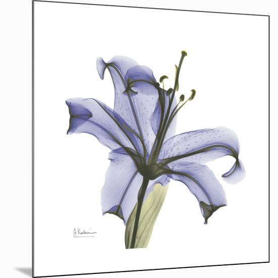 Lilac Lily-Albert Koetsier-Mounted Premium Giclee Print