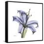 Lilac Lily-Albert Koetsier-Framed Stretched Canvas