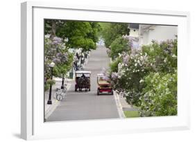 Lilac Lined Street with Horse Carriage, Mackinac Island, Michigan, USA-Cindy Miller Hopkins-Framed Photographic Print