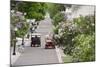 Lilac Lined Street with Horse Carriage, Mackinac Island, Michigan, USA-Cindy Miller Hopkins-Mounted Photographic Print