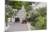 Lilac Lined Street with Horse Carriage, Mackinac Island, Michigan, USA-Cindy Miller Hopkins-Mounted Photographic Print