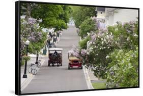 Lilac Lined Street with Horse Carriage, Mackinac Island, Michigan, USA-Cindy Miller Hopkins-Framed Stretched Canvas