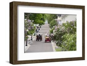 Lilac Lined Street with Horse Carriage, Mackinac Island, Michigan, USA-Cindy Miller Hopkins-Framed Photographic Print