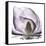 Lilac Magnolia-Albert Koetsier-Framed Stretched Canvas