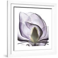 Lilac Magnolia-Albert Koetsier-Framed Premium Giclee Print