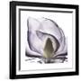 Lilac Magnolia-Albert Koetsier-Framed Premium Giclee Print