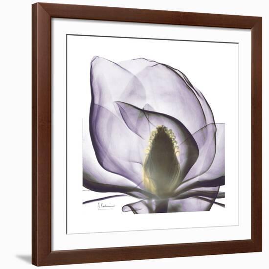 Lilac Magnolia-Albert Koetsier-Framed Premium Giclee Print