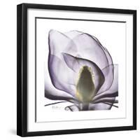 Lilac Magnolia-Albert Koetsier-Framed Premium Giclee Print