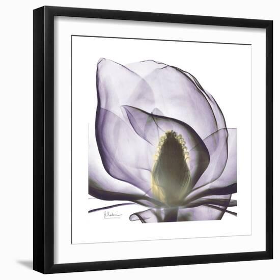 Lilac Magnolia-Albert Koetsier-Framed Premium Giclee Print