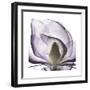 Lilac Magnolia-Albert Koetsier-Framed Premium Giclee Print