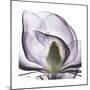 Lilac Magnolia-Albert Koetsier-Mounted Premium Giclee Print
