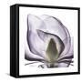 Lilac Magnolia-Albert Koetsier-Framed Stretched Canvas