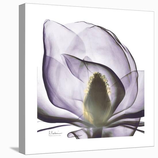 Lilac Magnolia-Albert Koetsier-Stretched Canvas