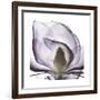 Lilac Magnolia-Albert Koetsier-Framed Premium Giclee Print