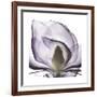 Lilac Magnolia-Albert Koetsier-Framed Premium Giclee Print