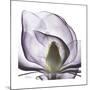 Lilac Magnolia-Albert Koetsier-Mounted Premium Giclee Print