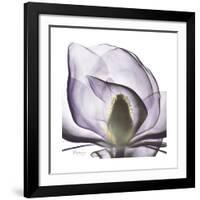 Lilac Magnolia-Albert Koetsier-Framed Giclee Print