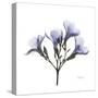 Lilac Oleander-Albert Koetsier-Stretched Canvas