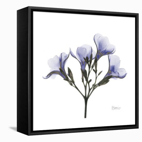 Lilac Oleander-Albert Koetsier-Framed Stretched Canvas