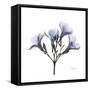Lilac Oleander-Albert Koetsier-Framed Stretched Canvas