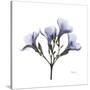 Lilac Oleander-Albert Koetsier-Stretched Canvas