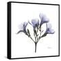 Lilac Oleander-Albert Koetsier-Framed Stretched Canvas