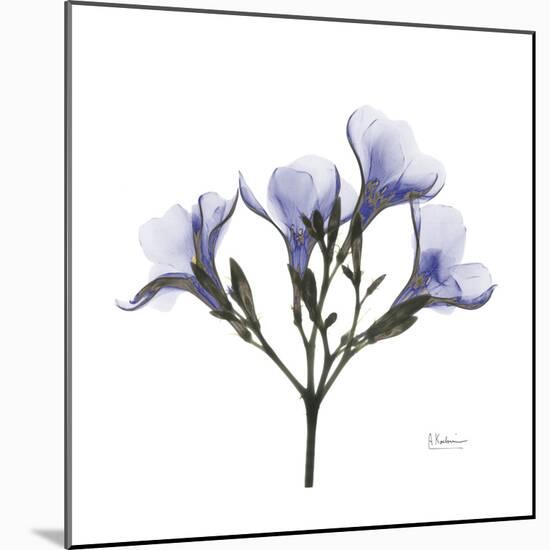 Lilac Oleander-Albert Koetsier-Mounted Premium Giclee Print