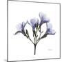 Lilac Oleander-Albert Koetsier-Mounted Premium Giclee Print